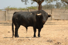 Corrida Mista de dia 9 de Outubro Sexta-feira 22h00 em Vila Franca de Xira 