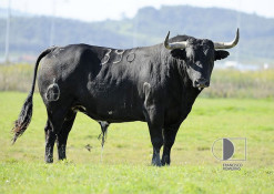 Os Toiros da Corrida de Homenagem ao Senhor Fernando Palha, 1 de Maio 2016 VFX