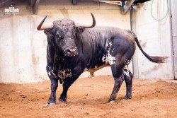 Os Canas de Vigoroux para esta noite no Campo Pequeno