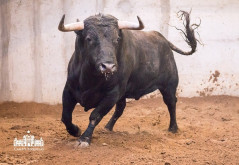 Os 'Varela Crujo' para a Corrida Mista desta noite no Campo Pequeno