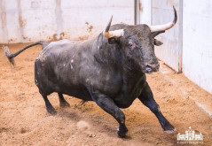 Toiros para a corrida desta noite - 28 de Julho
