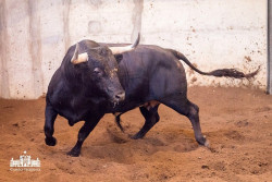 Toiros Luís Rocha para a corrida desta noite