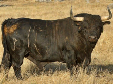 TOIROS DE RIBEIRO TELLES APROVADOS EM CORUCHE  - TOIRO Nº 11 (705Kgs)