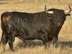 TOIROS DE RIBEIRO TELLES APROVADOS EM CORUCHE  - TOIRO Nº 11 (705Kgs)