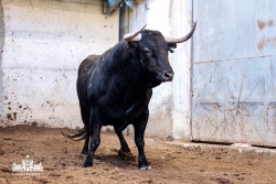   Os Toiros de Manuel Veiga para a corrida desta noite