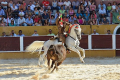 O cavaleiro amador Manuel de oliveira reaparece.