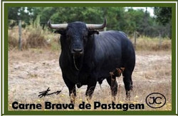 Oportunidade de Carne de Brava de Alta Qualidade Maturada