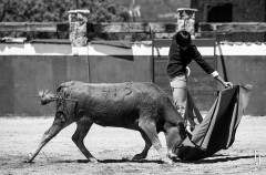 Roca Rey reaparece no Campo Pequeno
