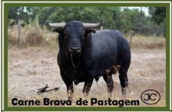 Oportunidade de Carne de Brava de Alta Qualidade Maturada livre de Hormonas