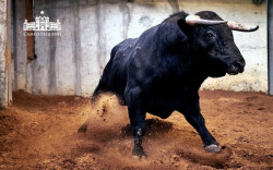 Os Toiros Moura Caetano para a corrida desta noite