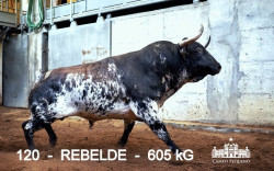 Toiros Murteira Grave para a corrida de hoje