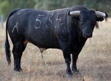 Os toiros de Veiga Teixeira para Salvaterra