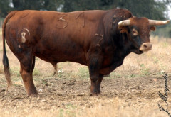  Pinto Barreiros  para Coruche
