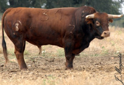 Pinto Barreiros  para Coruche