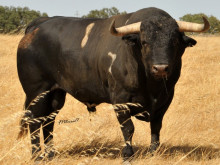 Os Cunhal Patrício para dia 26 de Agosto em São Manços,
