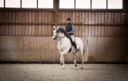 Parreirita em Munique  no OLIVEIRA STABLES