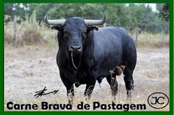 Prepare um menu inesquecível Carne Brava de Pastagem