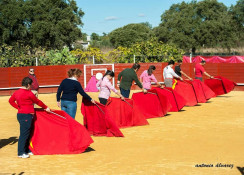 Os Aficionados   Práticos  de Badajoz ganadaria de A. Ramon