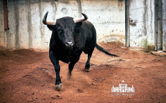 Toiros para a corrida desta noite - 5 Abril