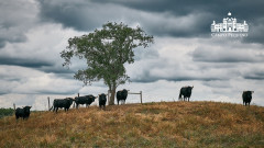 Campo Pequeno dá a oportunidade a vários cavaleiros de se afirmarem definitivamente no panorama taurino português