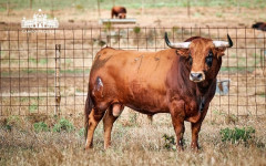Os toiros “Pinto Barreiros” para a corrida concurso de Pegas de 19 de Julho, no Campo Pequeno