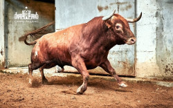 Toiros PINTO BARREIROS para a corrida desta noite