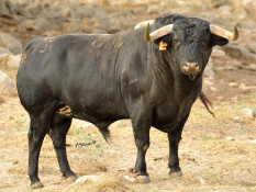MOITA DO RIBATEJO - A CORRIDA DE HOJE - FICHA TÉCNICA E FOTOS DOS TOIROS