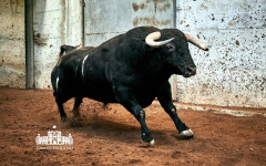 Toiros para a corrida desta Noite, no Campo Pequeno