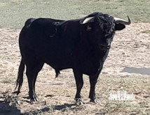 Exemplares Passanha para a Corrida de Gala à Antiga Portuguesa