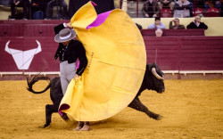 Dia da Tauromaquia: bilhetes para o Festival Taurino já à venda