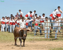 FESTA NA  MACHOA  2019