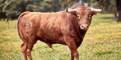  Ganadarias da Feira de São João 2019 - Pinto Barreiros