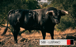O ganadero António Veiga Teixeira desvenda um pouco do que espera dos toiros que enviará na próxima quinta-feira, para o Campo Pequeno