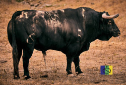 Toiros Calejo Pires para a Sensacional Corrida de 23 Agosto no Campo Pequeno