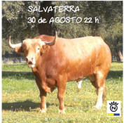 SALVATERRA | 30 de AGOSTO | SEXTA-FEIRA | 22 H – EXALTAÇÃO AO FORCADO AMADOR E HINO AO TOIRO BRAVO
