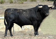 TOIROS PARA A CORRIDA JÁ CONCURSO JÁ FORAM APROVADOS