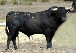 TOIROS PARA A CORRIDA JÁ CONCURSO JÁ FORAM APROVADOS