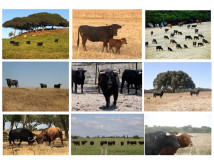 Entregas dia 27 de Abril de produtos Carne Brava de Pastagem    Comercial JC <comercial.casaagricolajc@gmail.com>
