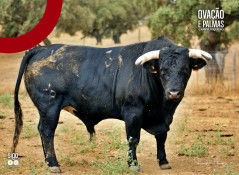 Toiros Romão Tenório para a Corrida de 27 de Agosto, no Campo Pequeno