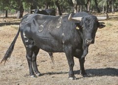 Corrida de Exaltação ao Forcado Vilafranquense - Os pesos dos 