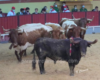 Crónica: Palhas sérios na Tradicional Nocturna de Vila Franca