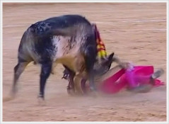  Matador de Toiros Román Colhido em Tentadero