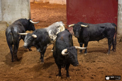 Toiros Miura nos currais da Praça de Toiros de Logroño para esta tarde 