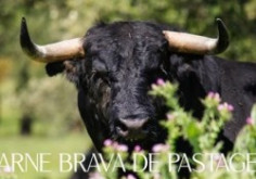 Carne Brava de Pastagem, deliciosas almondegas & Dia de entregas ao domicílio