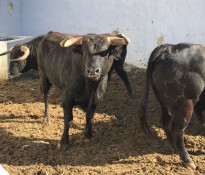Os toiros de Jandilla para hoje em Ubrique