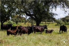 100% NATURAL - CARNE BRAVA DE PASTAGEM