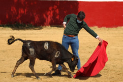 Os Aficionados Práticos de Badajoz ganadaria de El Quintamar