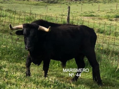 MARISMERO