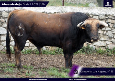 Os Toiros para esta tarde em Almendralejo,corrida em direto na Canal/Toiros