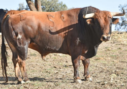 Os Toiros para Domingo em Torija (Guadalajara - Corrida será transmitida pelas câmeras da Castilla-La Mancha Televisión.